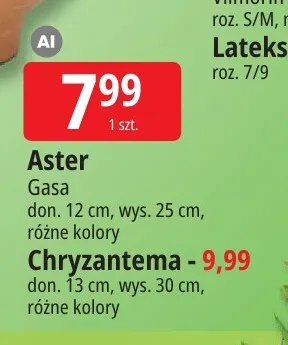 Aster Gasa don. 12 cm wys. 25 promocja w Leclerc