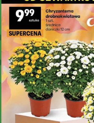 Chryzantema drobnokwiatowa średnica doniczki 12 cm promocja w Delikatesy Centrum