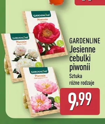 Jesienne cebulki piwonii Gardenline promocja w Aldi