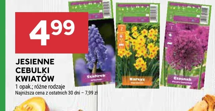 Jesienne cebulki kwiatów promocja w Stokrotka