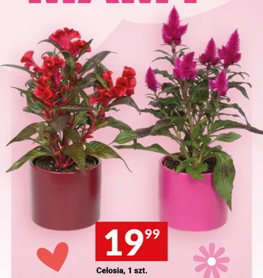 Celosia promocja w Twój Market