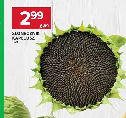 Słonecznik kapelusz promocja w Stokrotka