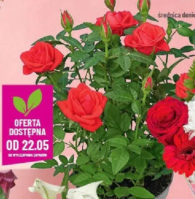 Róża w doniczce średnica doniczki 10,5cm promocja w POLOmarket