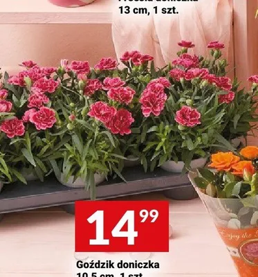 Goździk doniczka 10,5cm promocja w Twój Market