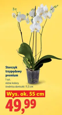 Storczyk trzypędowy premium promocja w Lidl