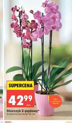 Storczyk 2-pędowy promocja w Biedronka