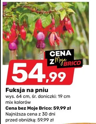 Fuksja na pniu mix kolorów promocja w Bricomarche