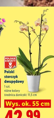 Polski storczyk dwupędowy promocja w Lidl