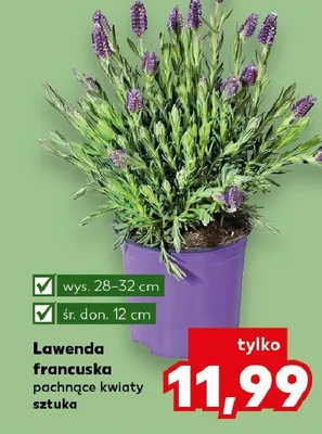 Lawenda francuska pachnące kwiaty promocja w Kaufland