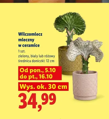 Wilczomlecz mleczny w ceramice promocja w Lidl
