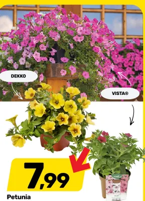 Petunia wisząca DEKKO mix kolorów wys. 25cm śr. doniczki 12cm promocja w Bricomarche