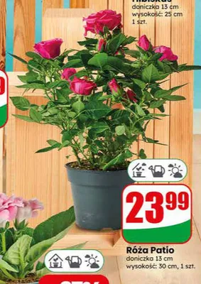 Róża Patio doniczka 13cm wysokość 30cm promocja w Dino