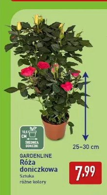 Róża doniczkowa Gardenline promocja w Aldi