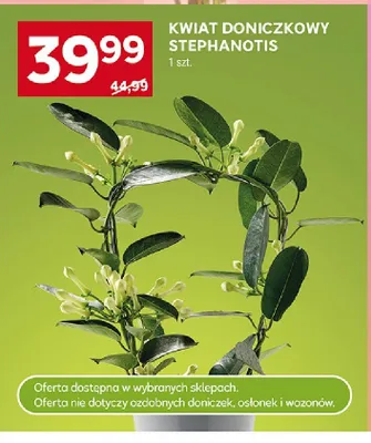 Kwiat doniczkowy Stephanotis promocja w Stokrotka
