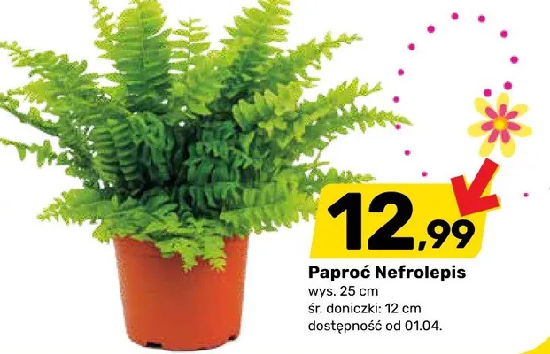 Paproć Nefrolepis promocja w Bricomarche