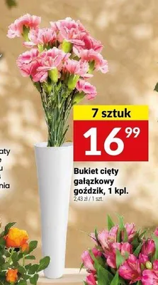 Bukiet cięty gałązkowy goździk promocja w Twój Market