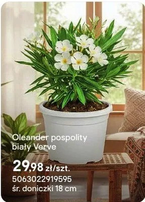 Oleander pospolity biały Verve promocja w Castorama