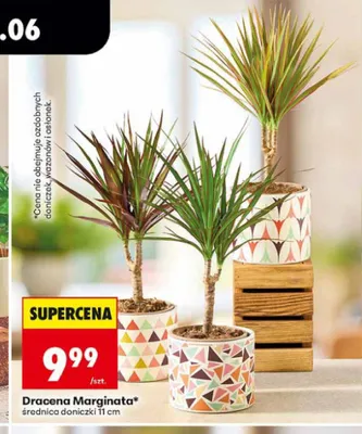 Dracena Marginata średnica doniczki 11cm promocja w Biedronka