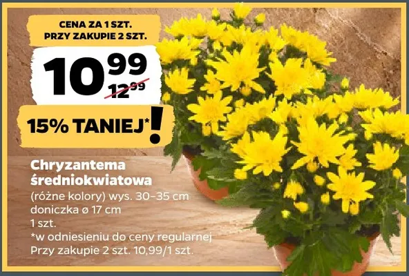 Chryzantema średniokwiatowa promocja w Netto