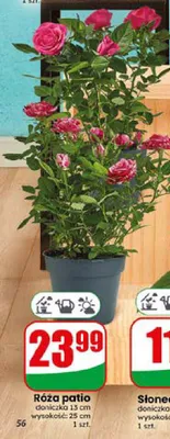 Róża patio doniczka 13 cm wysokość 25 cm promocja w Dino