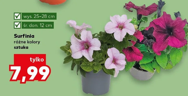 Surfinia różne kolory promocja w Kaufland