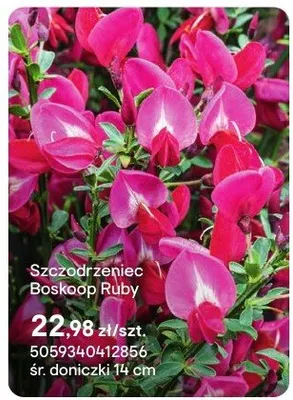 Szczodrzeniec Boskoop Ruby promocja w Castorama