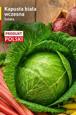 Kapusta biała wczesna polska promocja w Aldi