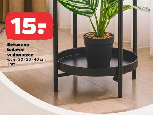 Sztuczna kalatea w doniczce promocja w Netto