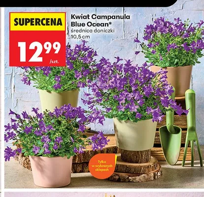 Kwiat Campanula Blue Ocean średnica doniczki 10,5cm promocja w Biedronka