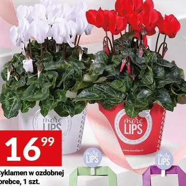 Cyklamen doniczkowy promocja w Twój Market