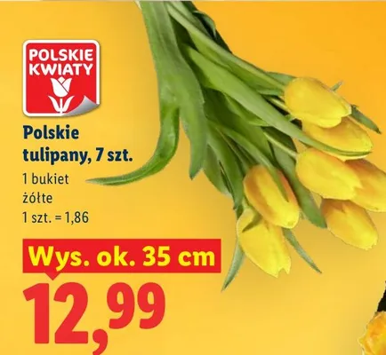 Polskie tulipany wys. ok. 35 cm promocja w Lidl