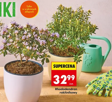 Rododendron rokitnikowy promocja w Biedronka