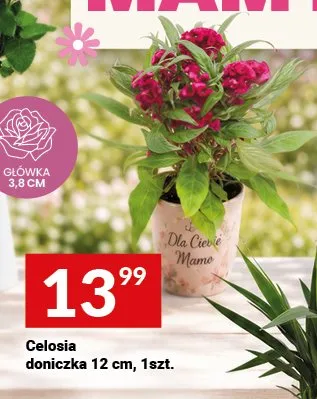 Celosia doniczka 12cm promocja w Twój Market