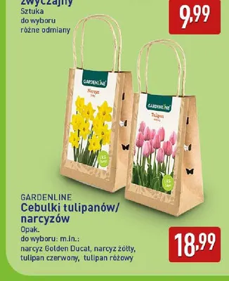Cebulki narcyz żółty Gardenline promocja w Aldi