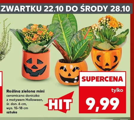 Roślina zielona mini promocja w Kaufland