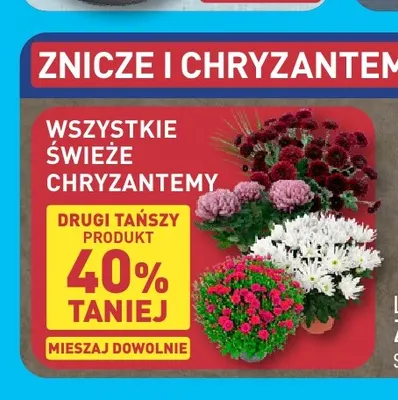 Świeże chryzantemy promocja w Aldi