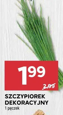 Szczypiorek dekoracyjny promocja w Stokrotka