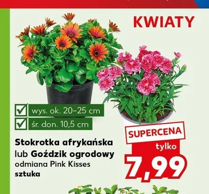 Stokrotka afrykańska promocja w Kaufland