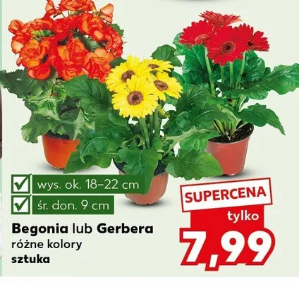Begonia lub Gerbera różne kolory sztuka promocja w Kaufland