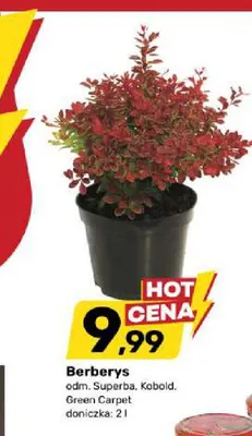Berberys odmiana Kobold promocja w Bricomarche