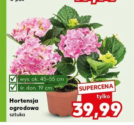 Hortensja ogrodowa promocja w Kaufland