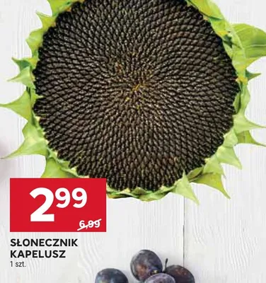 Słonecznik kapelusz promocja w Stokrotka