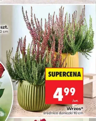 Wrzos średnica doniczki 10 cm promocja w Biedronka