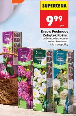 Krzew pachnący Zakątek Roślin: lilak pospolity promocja w Biedronka