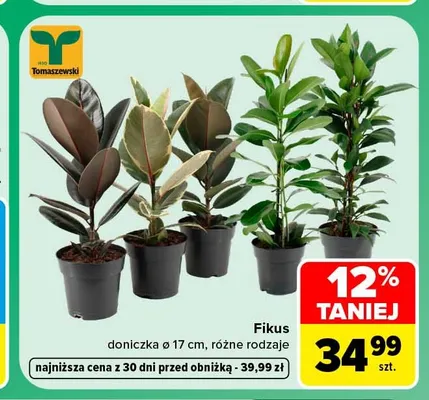 Fikus doniczka ø 17 cm promocja w Carrefour