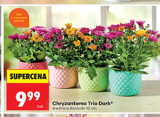 Chryzantema Trio Dark promocja w Biedronka