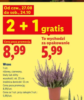 Wrzos różowy promocja w Lidl