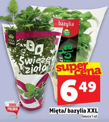 Mięta/bazylia XXL promocja w TOPAZ