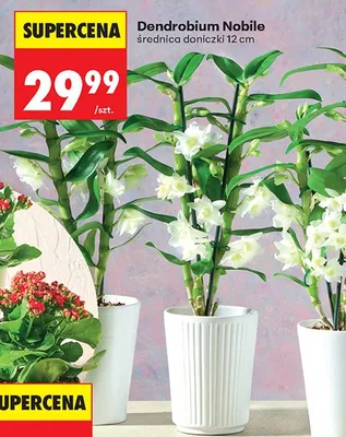 Dendrobium Nobile średnica doniczki 12 cm promocja w Biedronka