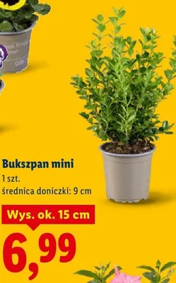 Bukszpan mini promocja w Lidl